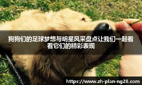 狗狗们的足球梦想与明星风采盘点让我们一起看看它们的精彩表现